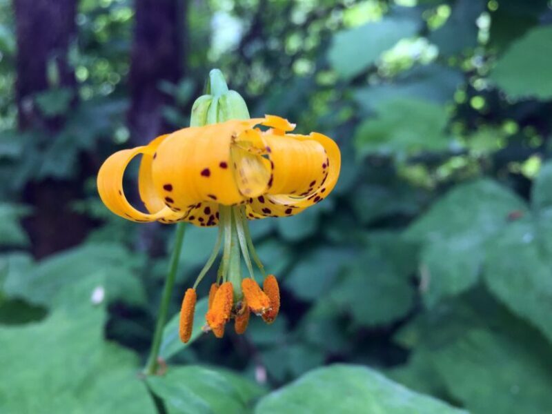 Portland: Silver Falls Hike - The Charm of Willamette Valley