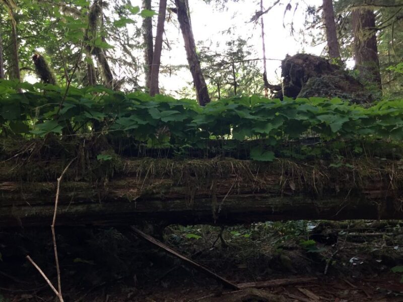 Portland: The Mt. St. Helens Adventure Tour - Who Will Love This Tour?