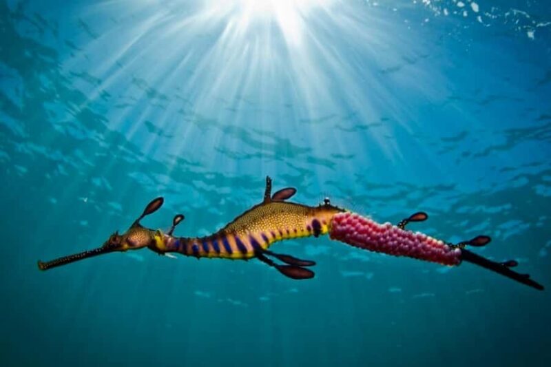 Portsea: Guided Snorkeling Tour with Weedy Sea Dragons - Key Points