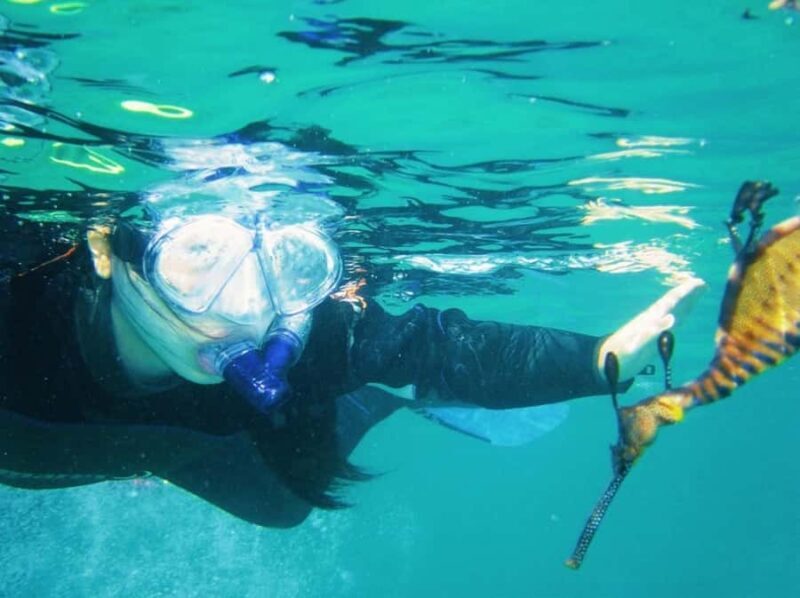 Portsea: Guided Snorkeling Tour with Weedy Sea Dragons - An In-Depth Look at the Tour