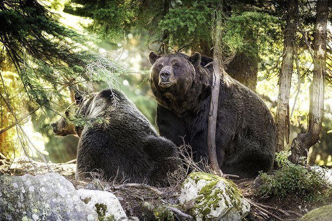 Post-Cruise Shore Excursion: Capilano Suspension Bridge & Grouse Mountain - Final Thoughts