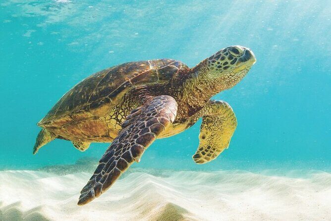 Powerboat and Snorkel Experience with Swimming Pigs and Turtles - The Value of the Experience