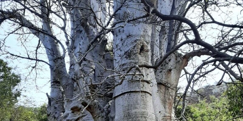 Praia: Guided Nature Hike to Cidade Velha - Key Points