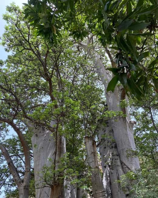 Praia: Guided Nature Hike to Cidade Velha - Exploring Cidade Velha