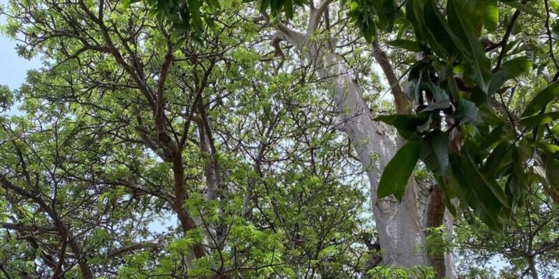 Praia: Guided Nature Hike to Cidade Velha - Practical Details and Value