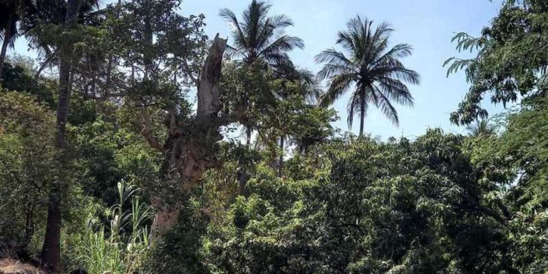 Praia: Guided Nature Hike to Cidade Velha - Who Should Consider This Tour?