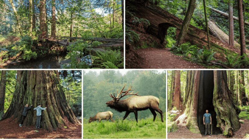 Prairie Creek State Park: Redwood Forest Hiking Tour - Key Points