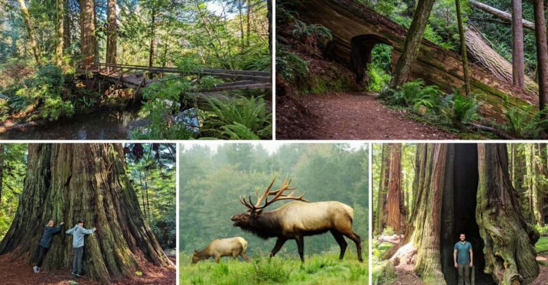 Prairie Creek State Park: Redwood Forest Hiking Tour - Practical Details and Tips