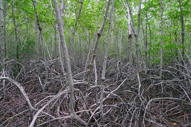 Pranburi Forest Park and Khao Daeng Join Tour from Hua Hin - Authentic Experiences and Honest Appraisal