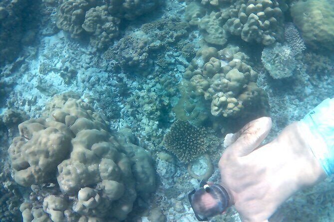 Praslin Curieuse, St Pierre &AnseLafarine fullday trip CreoleBBQ - Practical Details and What They Mean for You