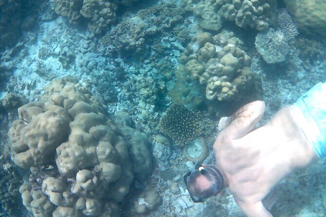 Praslin Curieuse, St Pierre &AnseLafarine fullday trip CreoleBBQ - Authentic Experiences and Traveler Insights
