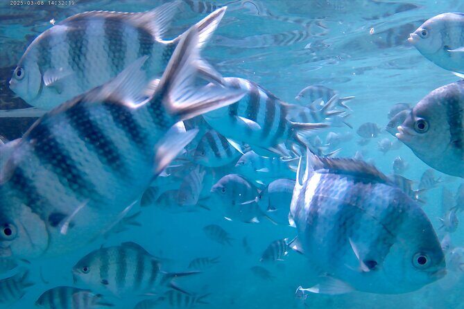 Praslin Curieuse, St Pierre &AnseLafarine fullday trip CreoleBBQ - Final Thoughts: Who Will Love This Tour?