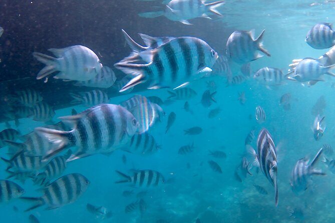 Praslin Curieuse, St Pierre &AnseLafarine fullday trip CreoleBBQ - The Sum Up: Who Is This Tour Best For?