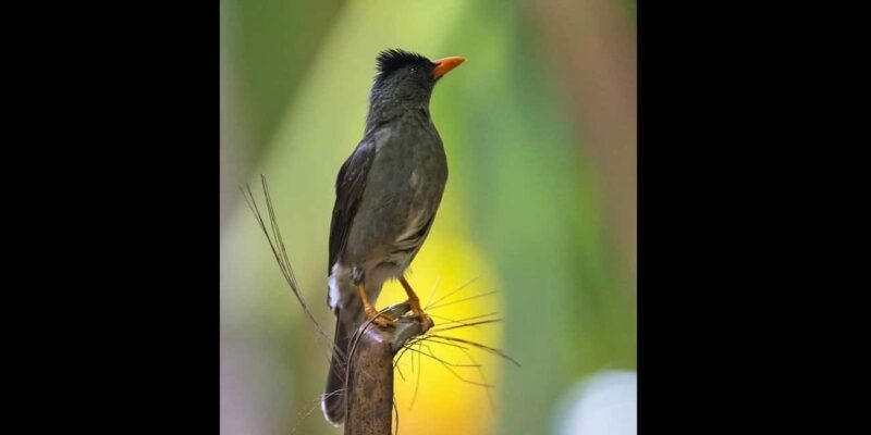 Praslin: private tour of the Vallée de Mai with a local guide - Key Points