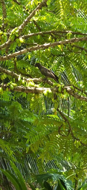 Praslin:DayTour ValleDeMai,CoteD'orMuseum & AnseLazio - A Deep Dive into the Experience