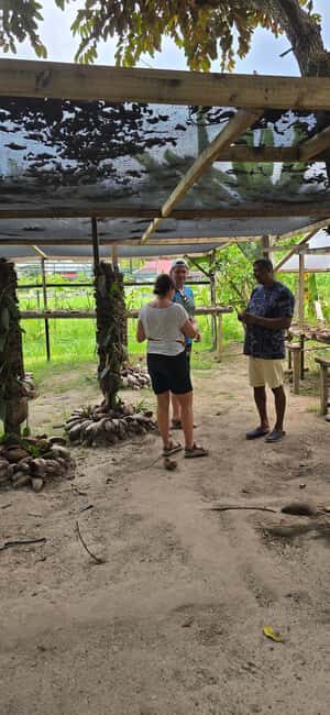 Praslin:DayTour ValleDeMai,CoteD'orMuseum & AnseLazio - The Sum Up