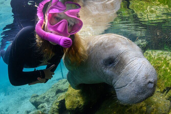Pre-Season Special Manatee Snorkel Tour in Crystal River - An Overview of the Tour Experience
