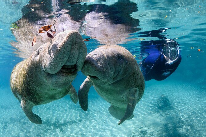 Pre-Season Special Manatee Snorkel Tour in Crystal River - The Experience: From Check-In to Return