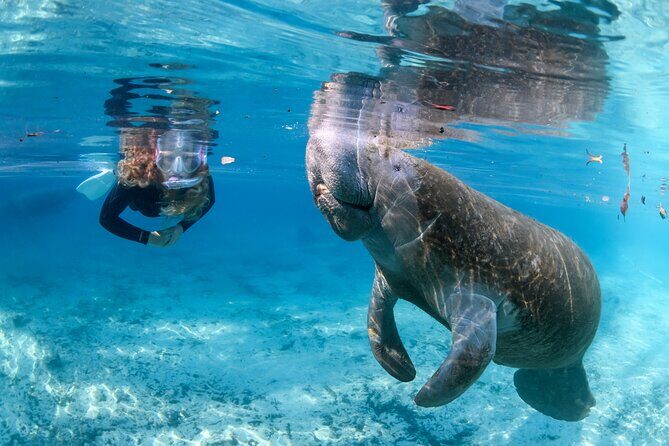 Pre-Season Special Manatee Snorkel Tour in Crystal River - Authentic Encounters and Practical Details