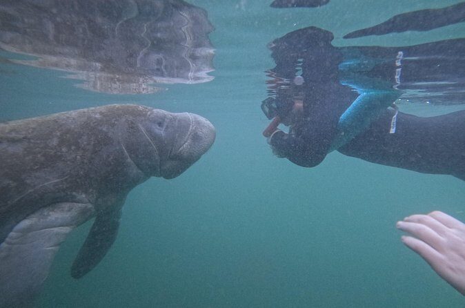 Pre-Season Special Manatee Snorkel Tour in Crystal River - The Sum Up: Who Should Consider This Tour?