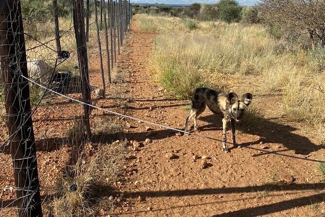 Predator Encounter: Half-Day Carnivore Feeding Windhoek - Key Points