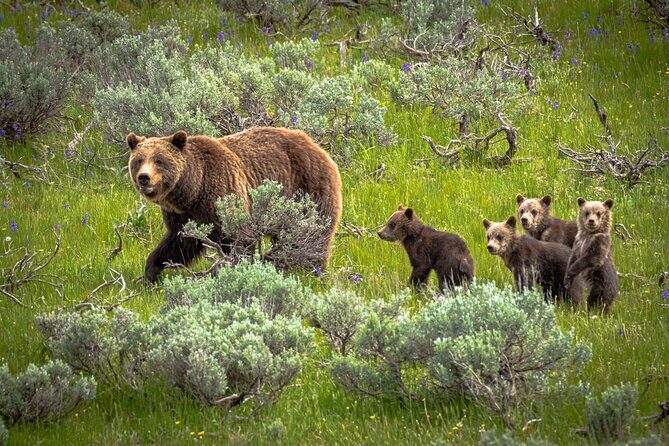 Predators of the Wild, Bear and Wolf Watching Adventure - Key Points