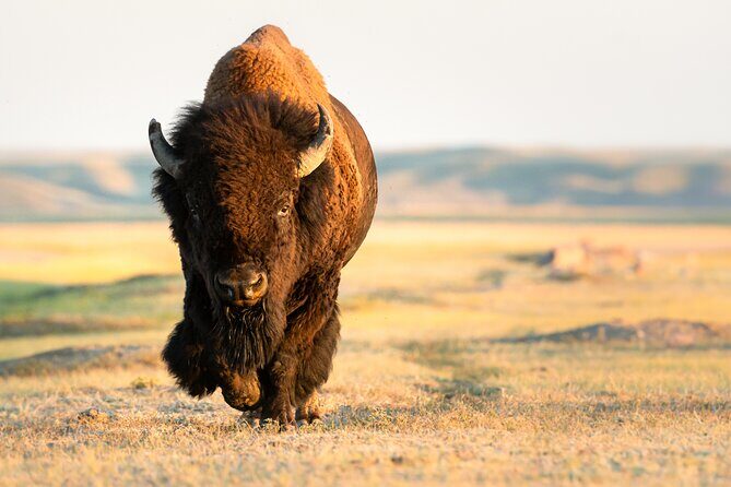 Predators of the Wild, Bear and Wolf Watching Adventure - Authentic Experiences from Other Travelers