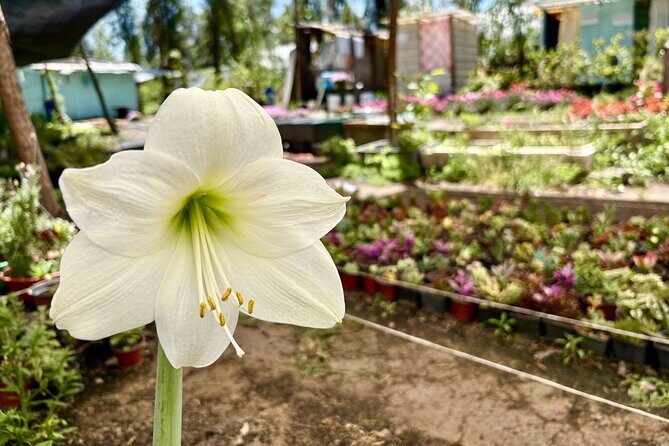 Prehispanic Xochimilco: Market, chinampas and axolotls - FAQ