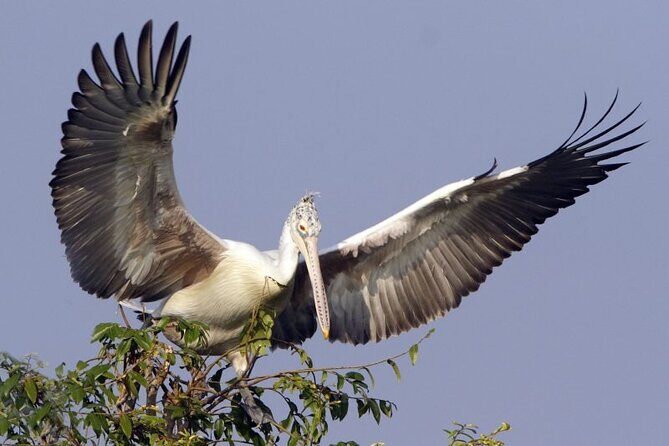 Prek Toal Birds Sanctuary and floating Village Private Day Tour - Key Points