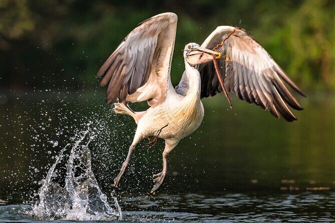 Prek Toal Birds Sanctuary and floating Village Private Day Tour - Practical Tips and Things to Consider