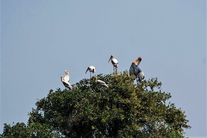 Prek Toal Birds Sanctuary and floating Village Private Day Tour - Who Should Consider This Tour?