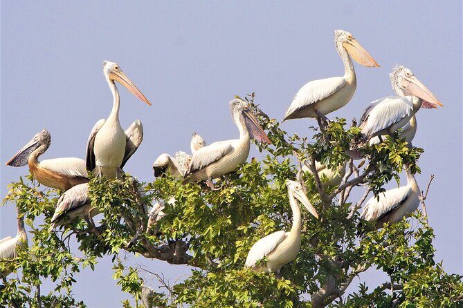 Prek Toal Birds Sanctuary and floating Village Private Day Tour - The Sum Up