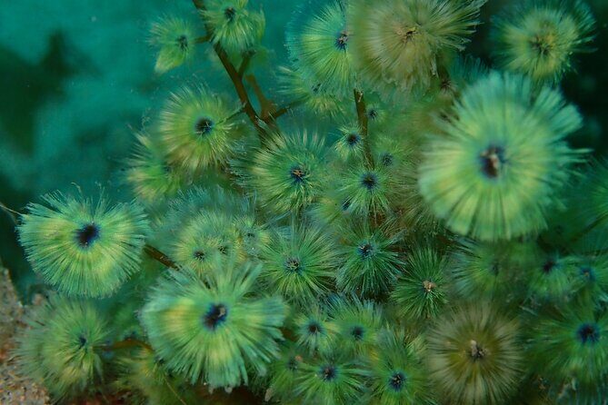 Premier Dive Spots Experience in Kushimoto - An In-Depth Look at the Kushimoto Dive Tour