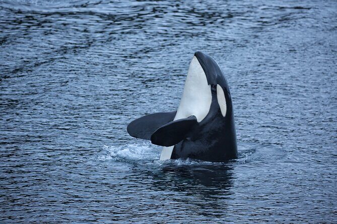 Premier Whale Watching and Wildlife Tour - What to Expect from the Tour