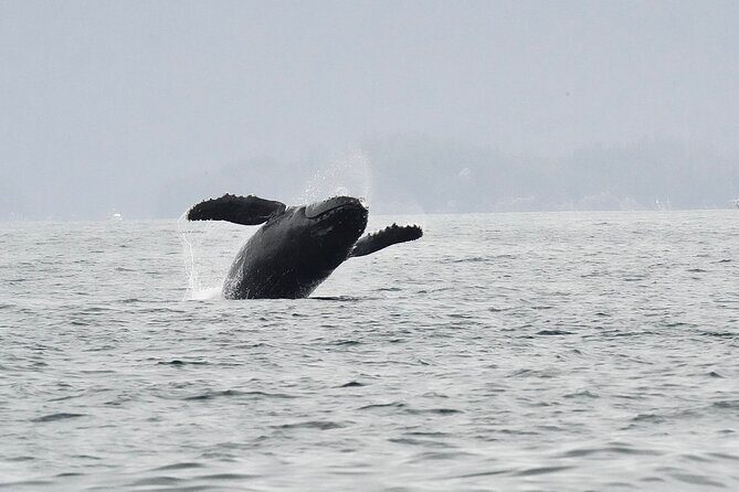 Premier Whale Watching and Wildlife Tour - Authentic Experiences and Authentic Guides