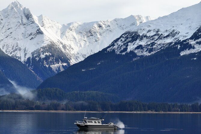 Premier Whale Watching and Wildlife Tour - Practical Tips