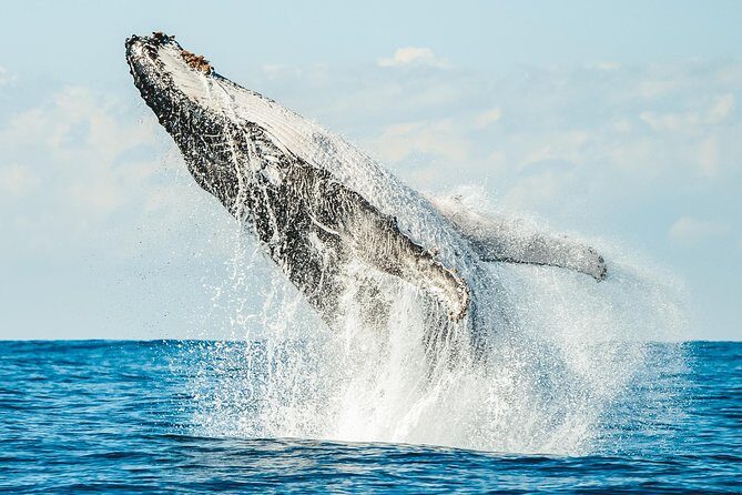 Premier Whale Watching Byron Bay - What to Expect and Why It Matters