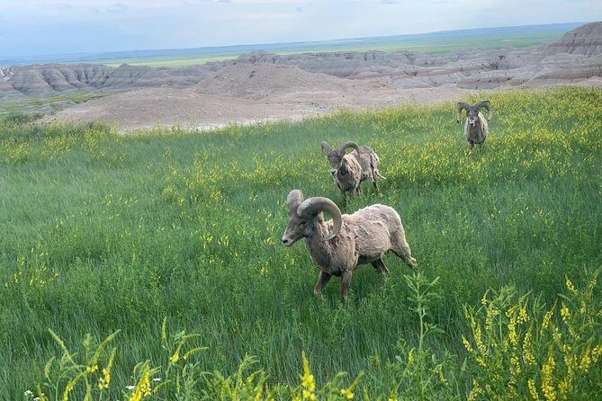 Premiere Private Badlands Day Tour - Discovering the Park: The Itinerary in Detail
