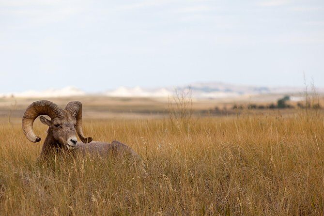 Premiere Private Badlands Day Tour - Authentic Experiences and Traveler Insights