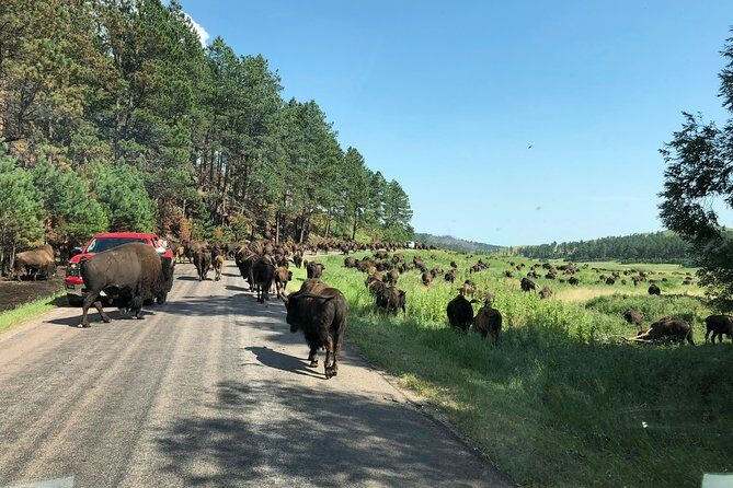 Premiere Private Black Hills Tour: Mt Rushmore, Crazy Horse & Custer State Park - FAQ