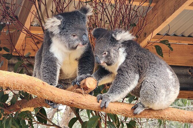 Premium 2 Day Kangaroo Island Minibus Tour from Adelaide - Who Should Consider This Tour?