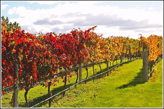 Premium 4 -Best Wineries Napier Hawke's Bay Tour, 5.5h - 6Hours - An In-Depth Look at the Wineries You’ll Visit