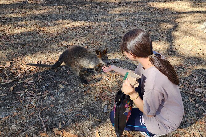 Premium Adelaide Hills Cleland Wildlife and Hahndorf Minibus Tour - Final Thoughts