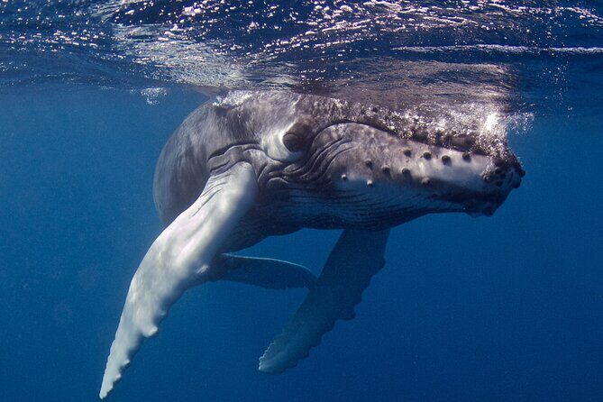 Premium Afternoon Scuba Charter for All Certified Diver Levels - Final Thoughts