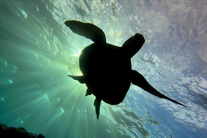 Premium Afternoon Scuba Charter for All Certified Diver Levels - Final Recommendations