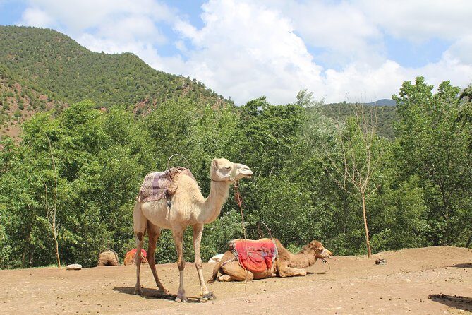 Premium Atlas Mountains & Berber Village Day Trip with Camel Ride - Detailed Look at the Tour Experience