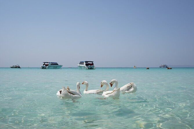 Premium Coral Island Pattaya by Speed boat - Why Travelers Love This Tour