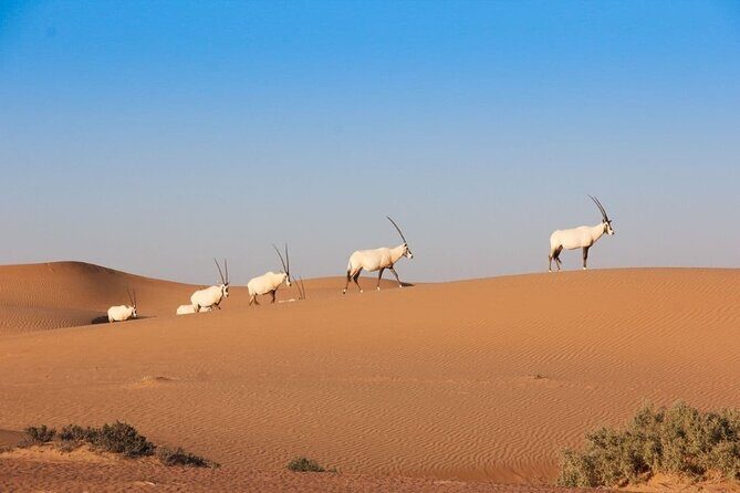 Premium Dubai Desert Safari Experience - The Sum Up
