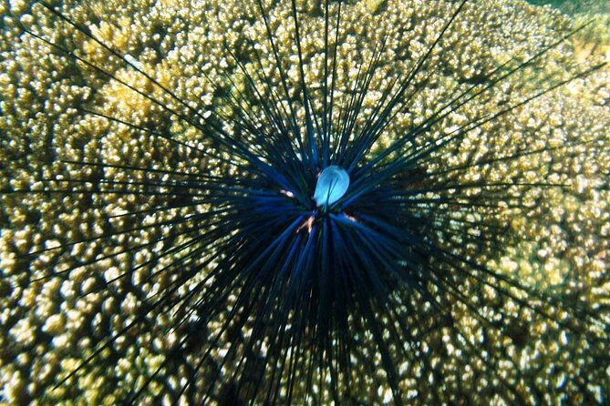 Premium Family Snorkeling Experience - The Experience Itself: What You Can Expect