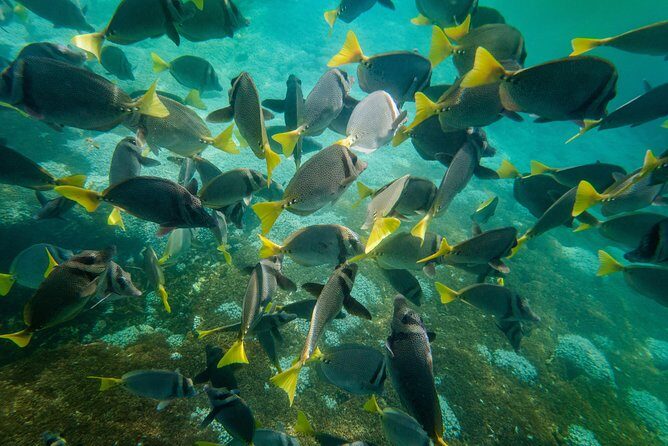 Premium Family Snorkeling Experience - Authentic Experiences and Hidden Gems: What You Might Miss